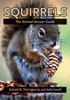 Cover image of Squirrels