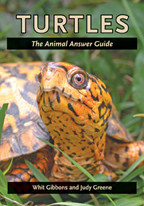 Cover image of Turtles