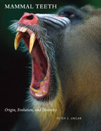 Cover image of Mammal Teeth