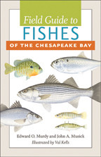 Cover image of Field Guide to Fishes of the Chesapeake Bay