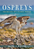 Cover image of Ospreys