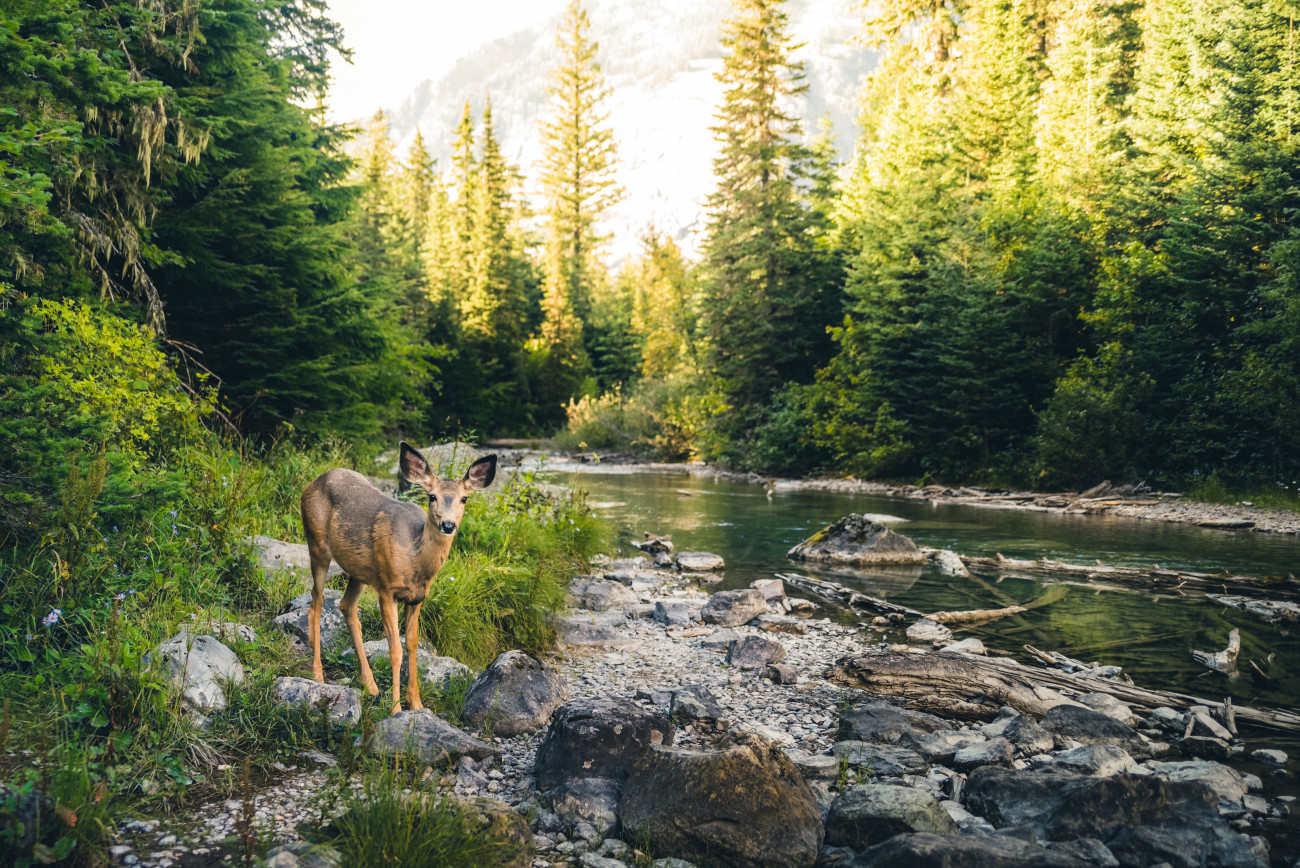 essential-readings-in-wildlife-management-hopkins-press