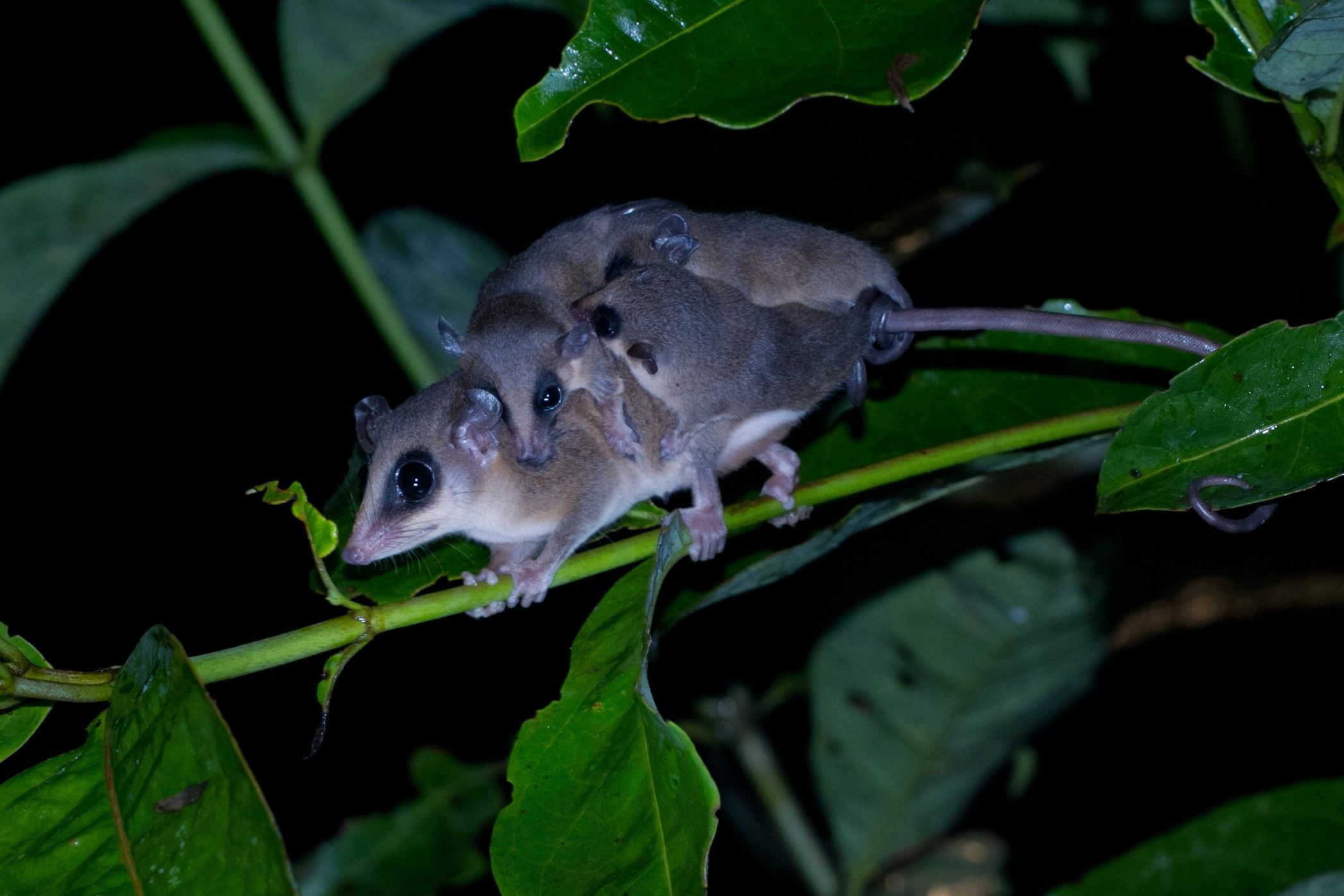 Opossums: An Adaptive Radiation of New World Marsupials | Hopkins Press