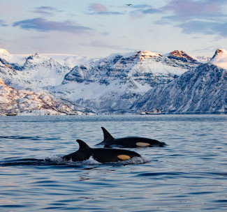 Two orcas swimming in front of a backdrop of snowy mountains