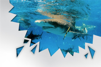 Photo of a shark bursting through the corner of the picture