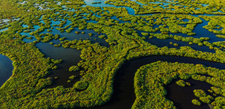 Grassy Wetland