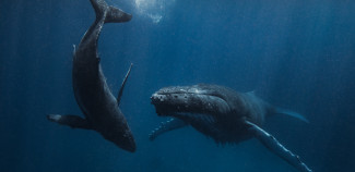 Two whales swimming in the ocean