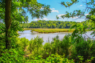 GettyImages-523539429%20wetland.jpg