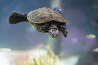 GettyImages-543557220%20turtle.jpg