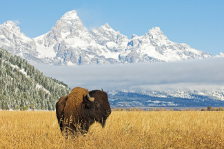 GettyImages-682849314%20bison.jpg