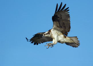 GettyImages-92042998%20osprey.jpg