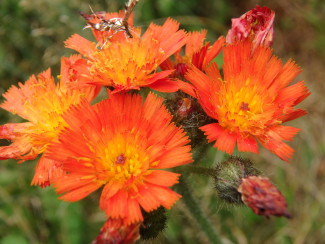 Leopold_Fig.%204.016_Chapter%204A_Pilosella%20aurantiaca.JPG