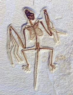 fossil-bat_0.jpg