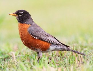 mackay-april-robin.jpg