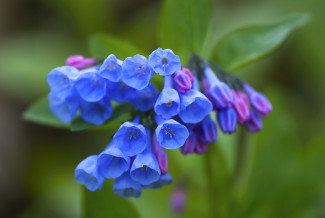 mackay-april-virginia-bluebells.jpg