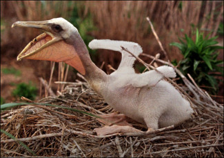 mackay-baby-pelican.jpg