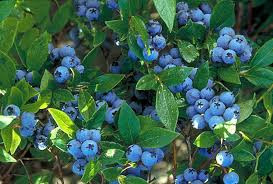 mackay-blueberry1.jpg