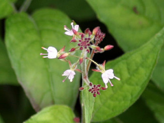 mackay-enchanters-nightshade.jpg