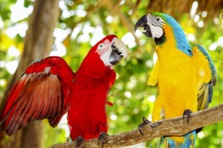 parrots_0.jpg