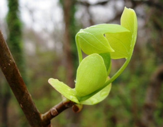 tulip-poplar-e1429664041552.jpg