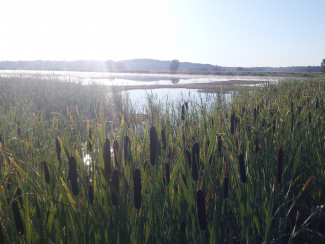 wetland2.jpg