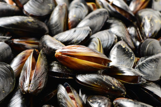 phylum mollusca mussels