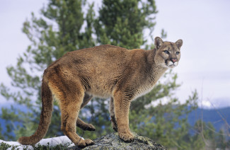 Are There Mountain Lions in the Black Hills  